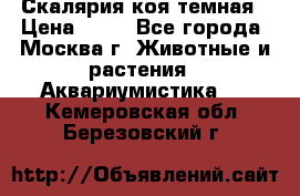 Скалярия коя темная › Цена ­ 50 - Все города, Москва г. Животные и растения » Аквариумистика   . Кемеровская обл.,Березовский г.